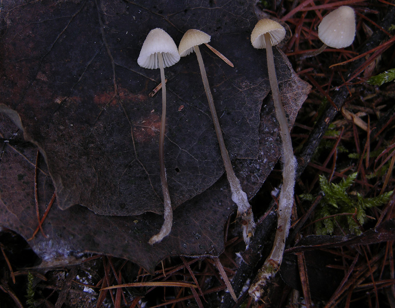 Funghi....dicembrini con alberto.....(parte 2)